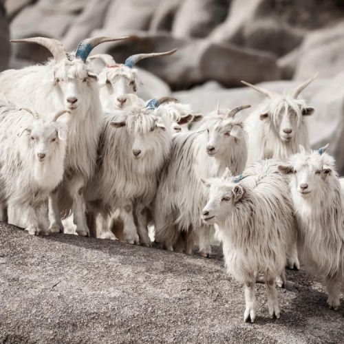 Colchones Alma Natura