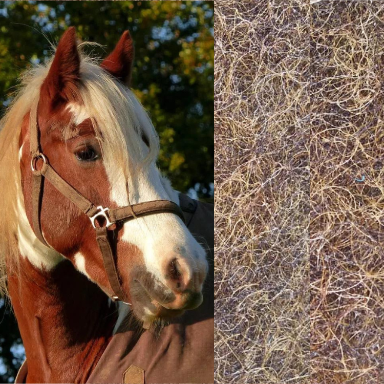 crin de caballo .png img